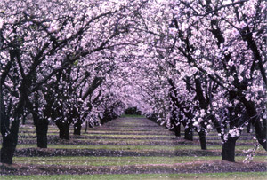 The Blossom Trail : Sanger Depot Museum